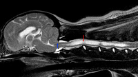 Die Chiari-ähnliche Malformation beim Cavalier King Charles Spaniel-abb-3