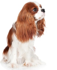 Chiari Malformation beim Cavalier King Charles Spaniel