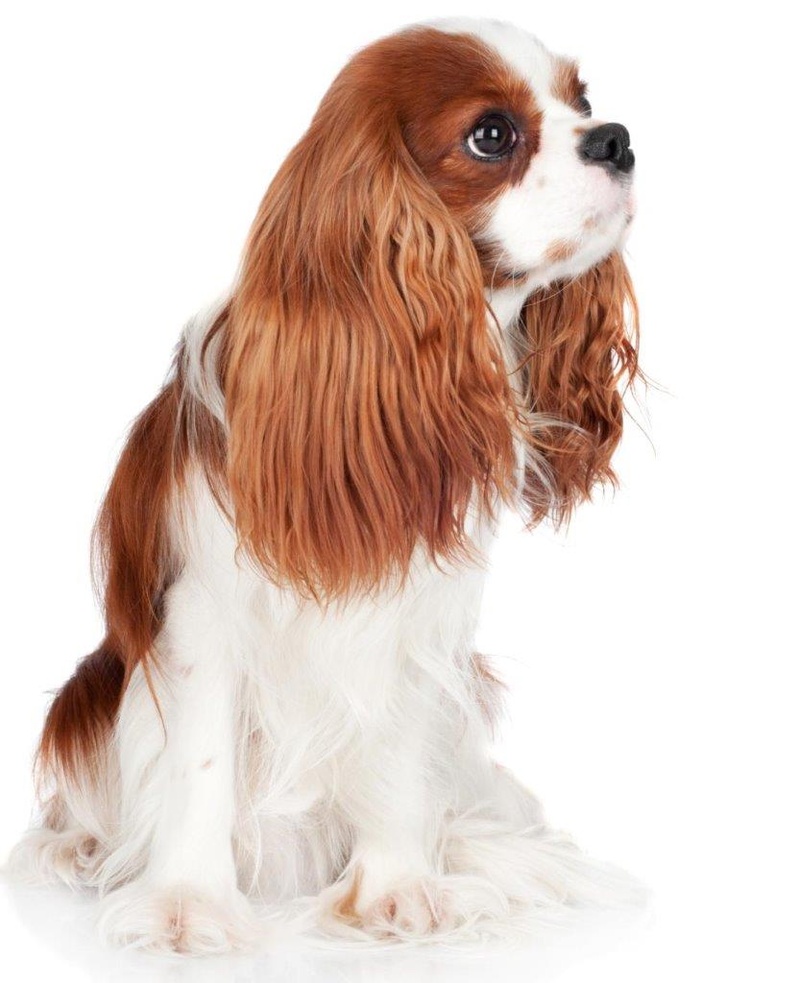 Chiari Malformation beim Cavalier King Charles Spaniel