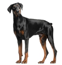 Dobermann