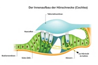 Hörschnecke