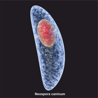 Neospora caninum Hund