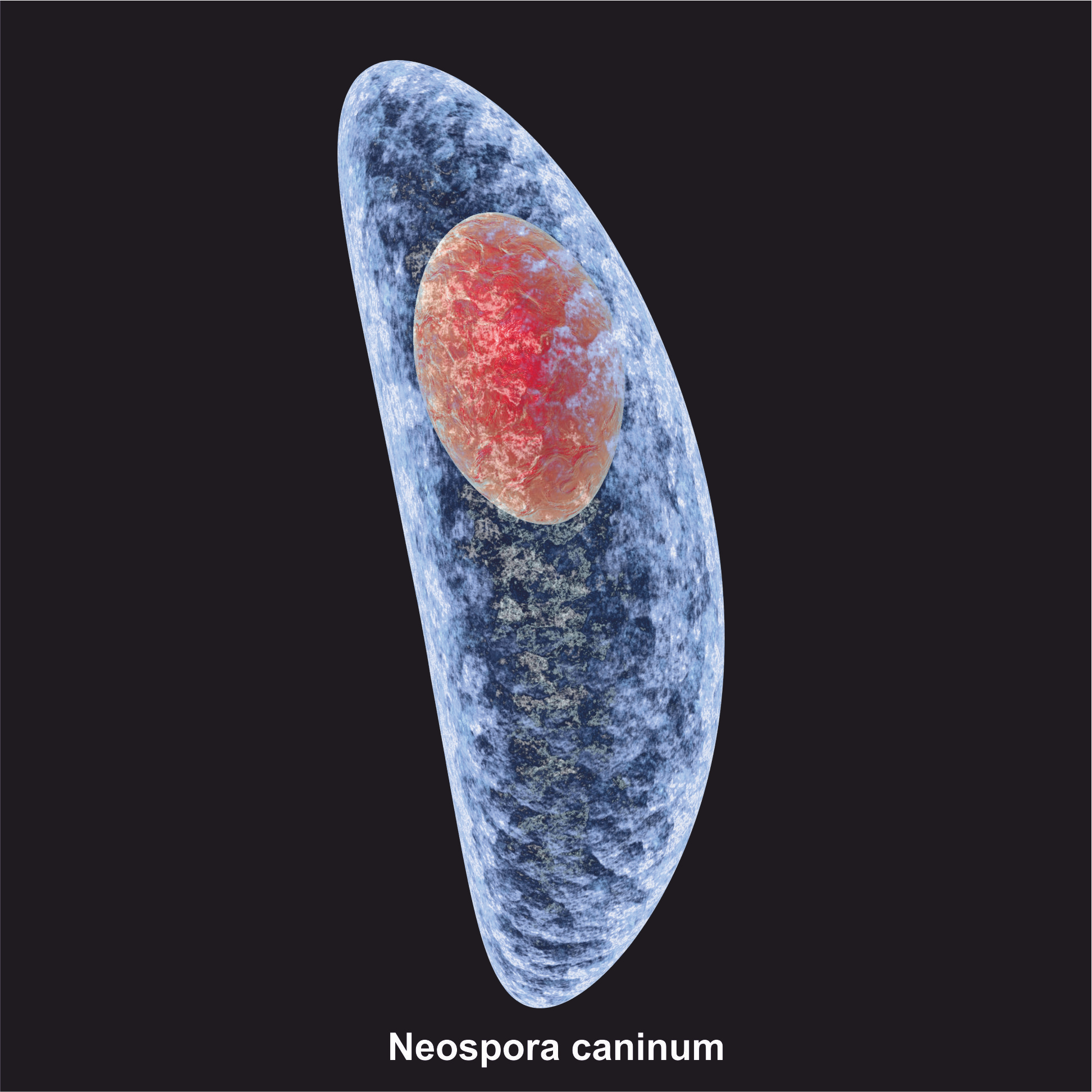Neospora caninum Hund