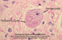Neosporazyste im Gehirn eines Hundes