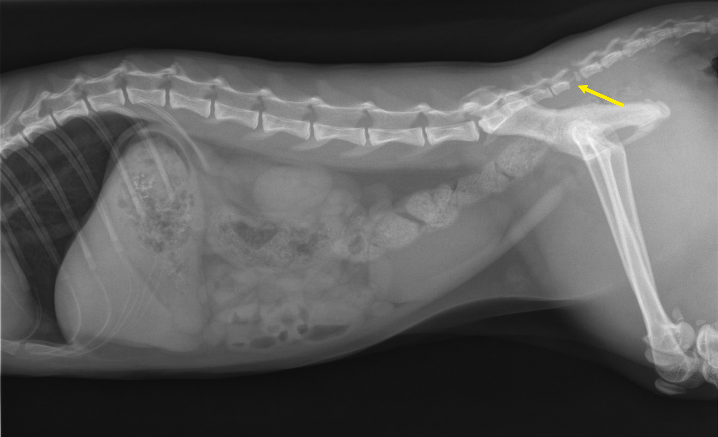 Schwanzabriss bei der Katze Abb1