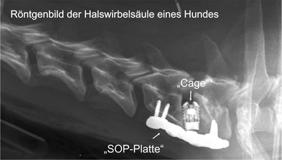 Das Wobbler Syndrom der großen Hunderassen