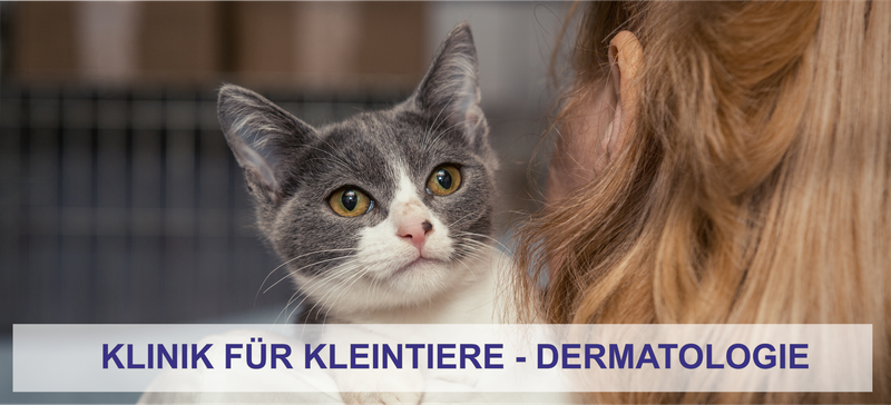 Dermatologie der Klinik für Kleintiere