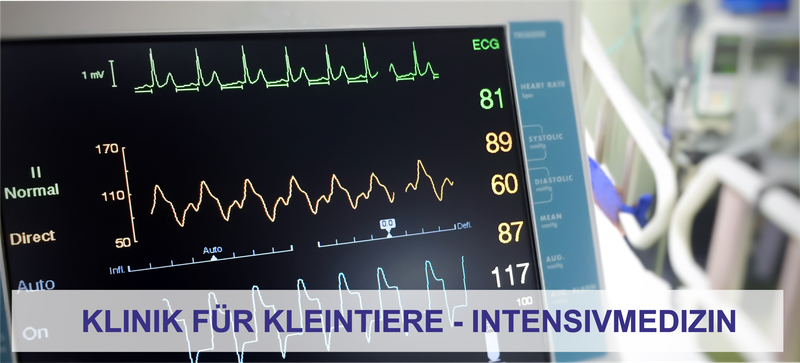 Intensivmedizin der Klinik für Kleintiere