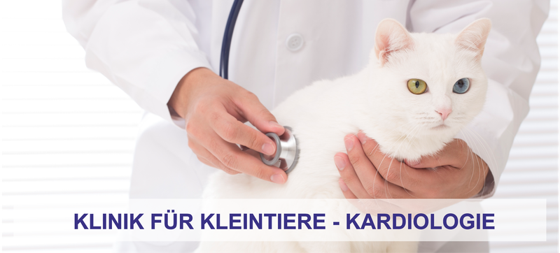 Kardiologie der Klinik für Kleintiere