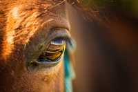 Pferd.png