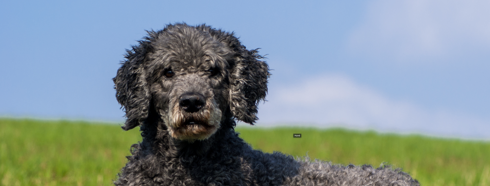 HUND.png