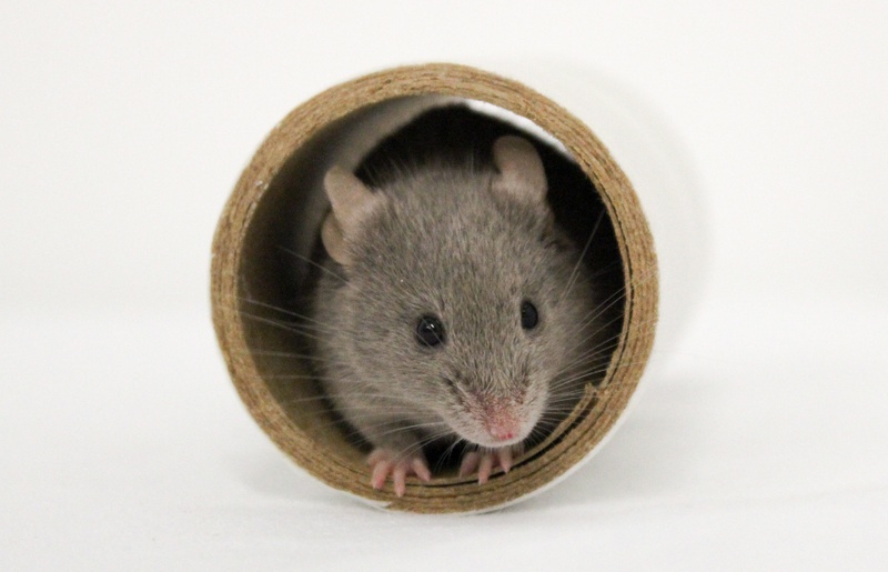 Maus in Röhre.jpg