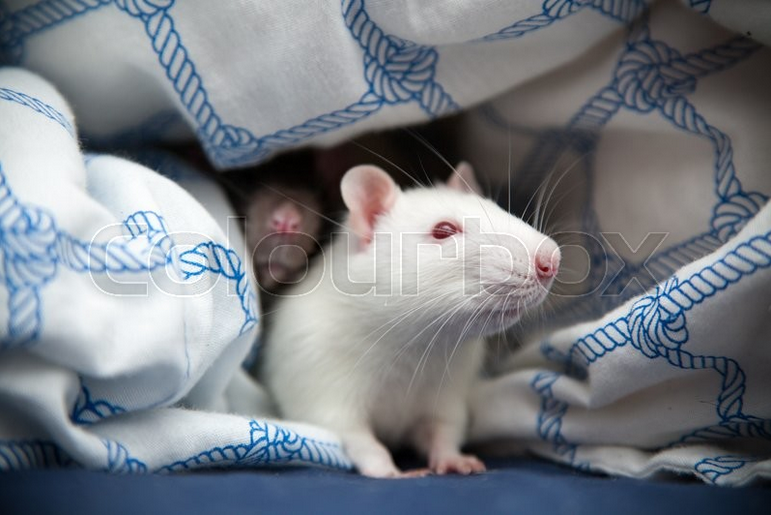 Erfolgreich vermittelte Ratten