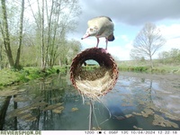 Nisthilfe_Stockente_Nilgans.jpg