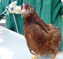 Huhn