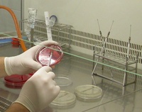 Labordiagnostik