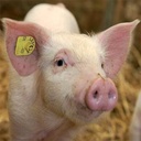 Schweine_Kachel.jpg
