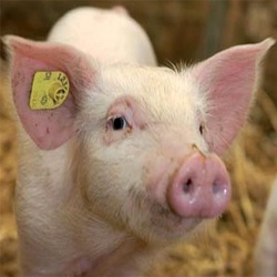 Schweine_Kachel.jpg