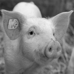 Schweine_Kachel_grau.jpg