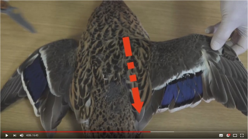 20171219_Youtube_Stockenten.jpg