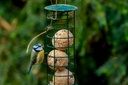FS20_Blaumeise_0047_FrankSeifert.jpg