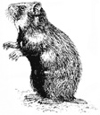 Hamster.jpg