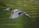 PM7820Stockente.jpg