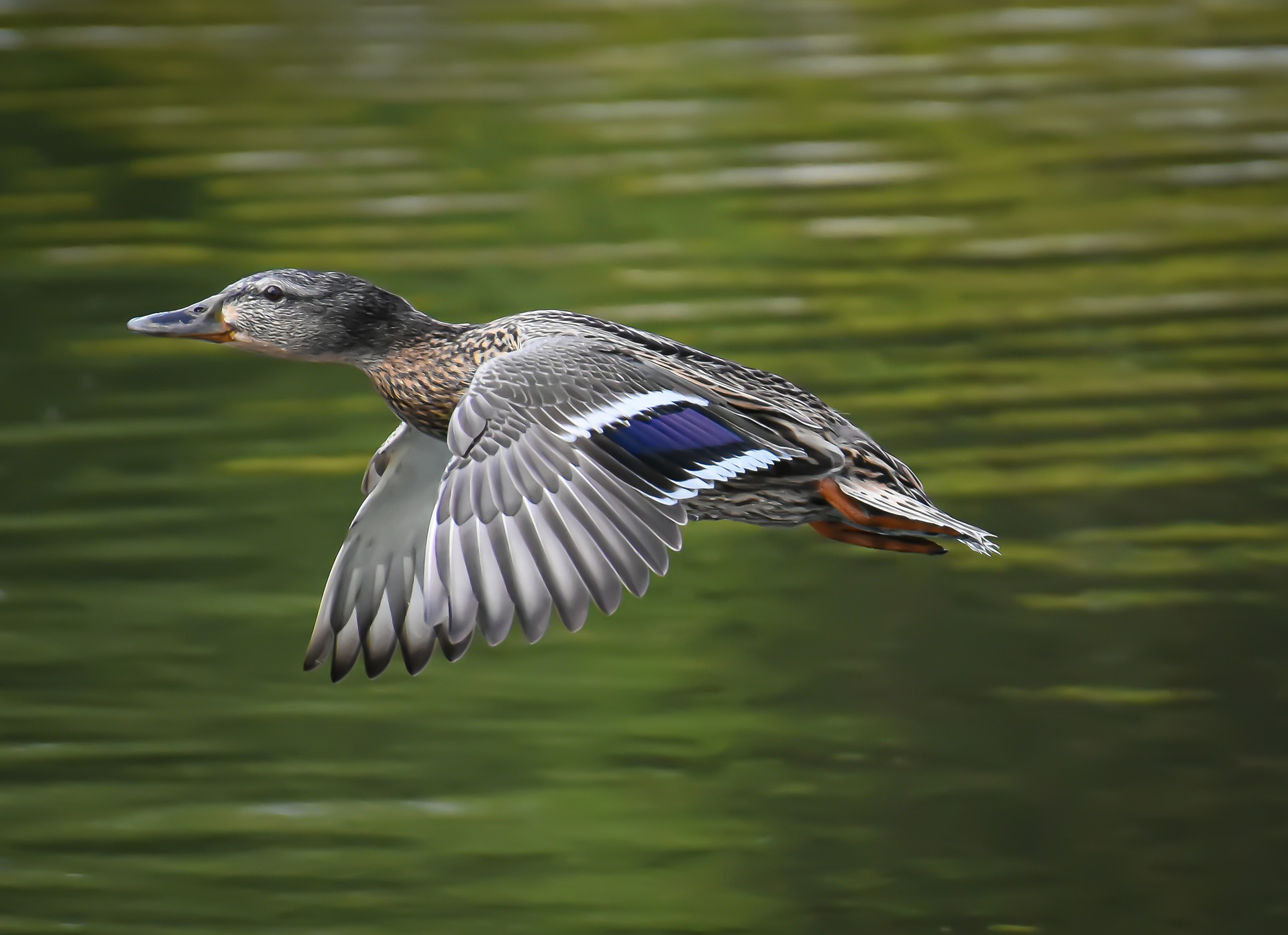 PM7820Stockente.jpg