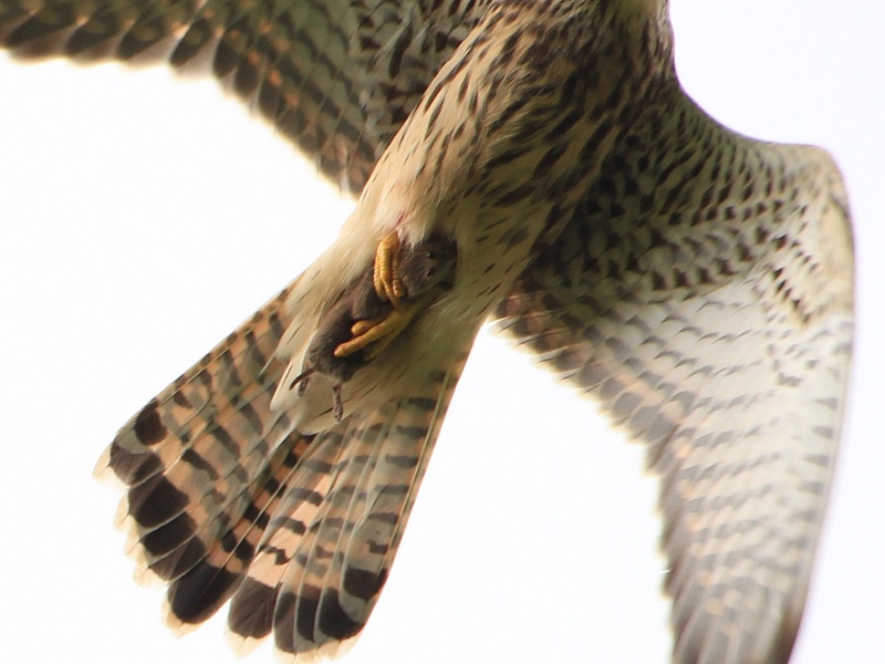 Turmfalke1_Auswahlbild.jpg