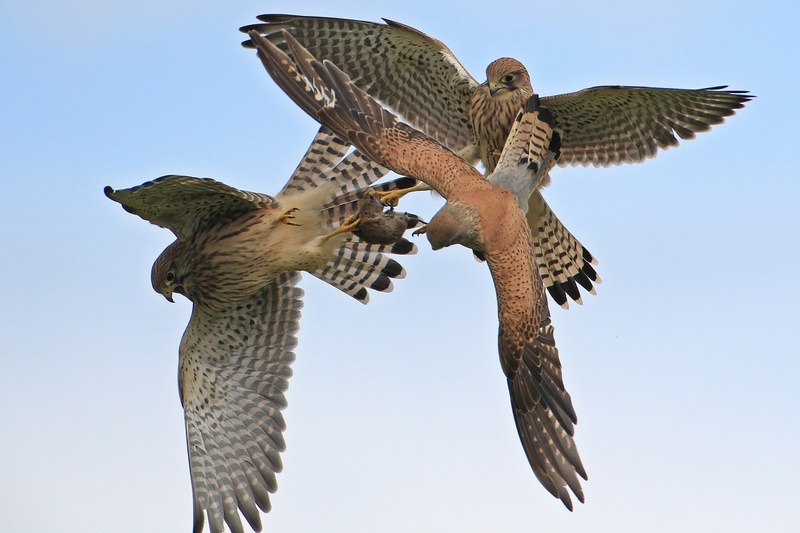 Turmfalke_Auswahlbild.jpg