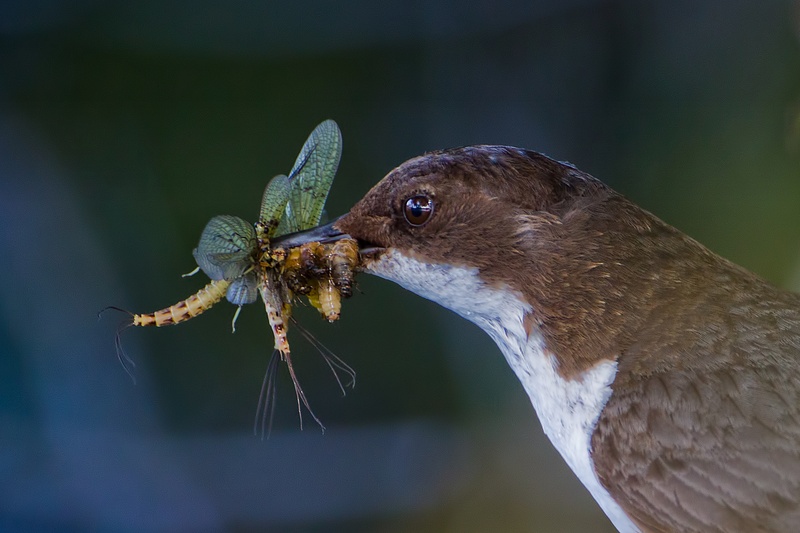 Wasseramsel2_Auswahlbild.jpg