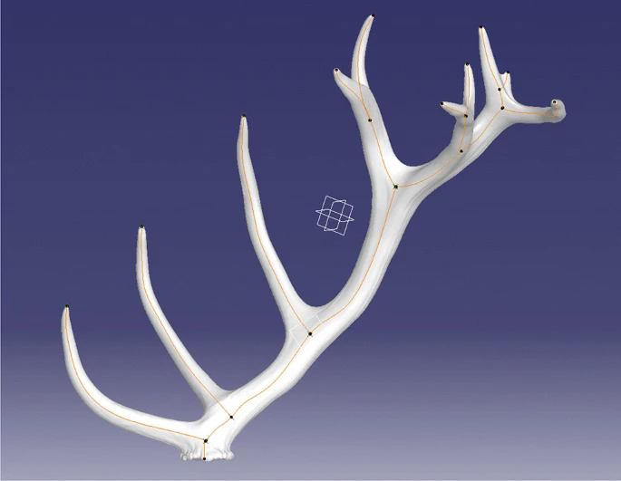 Antlers_Fig1.webp