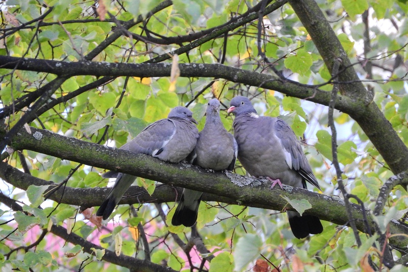 commonwoodpigeonge9eb9063d_1920.jpg