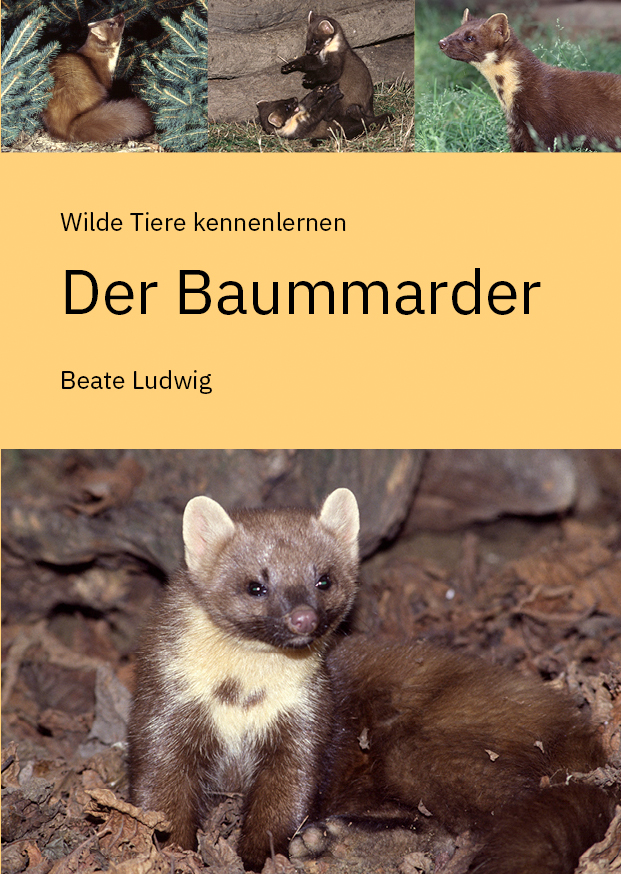 LudwigBaummarderDeckelNEU.jpg