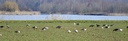 GnseWerraSee.jpg