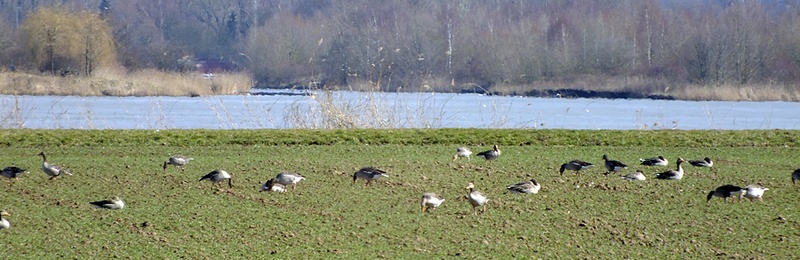 GnseWerraSee.jpg