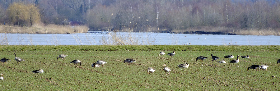 GnseWerraSee.jpg