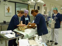 Kleintier OP