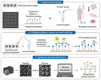 Grafik Kinomics