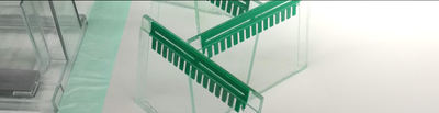 Western Blot Gele
