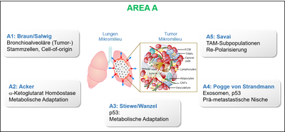 Area A