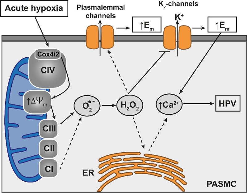 Mitochondrial Complex