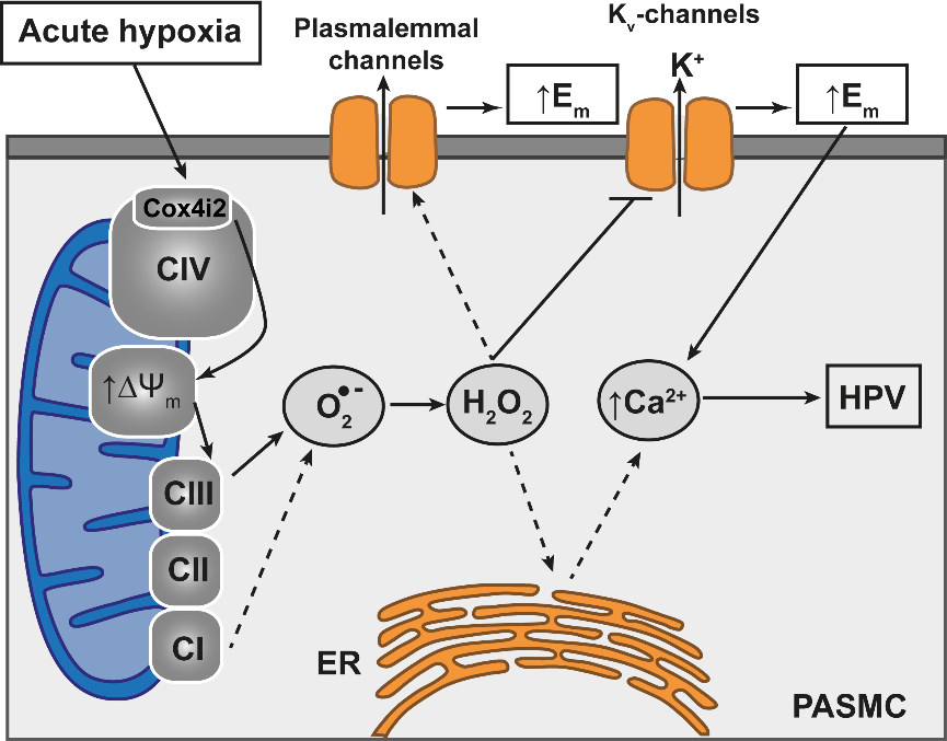Mitochondrial Complex