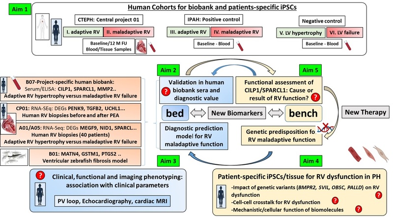 Overview figure B07CRC1213.jpg