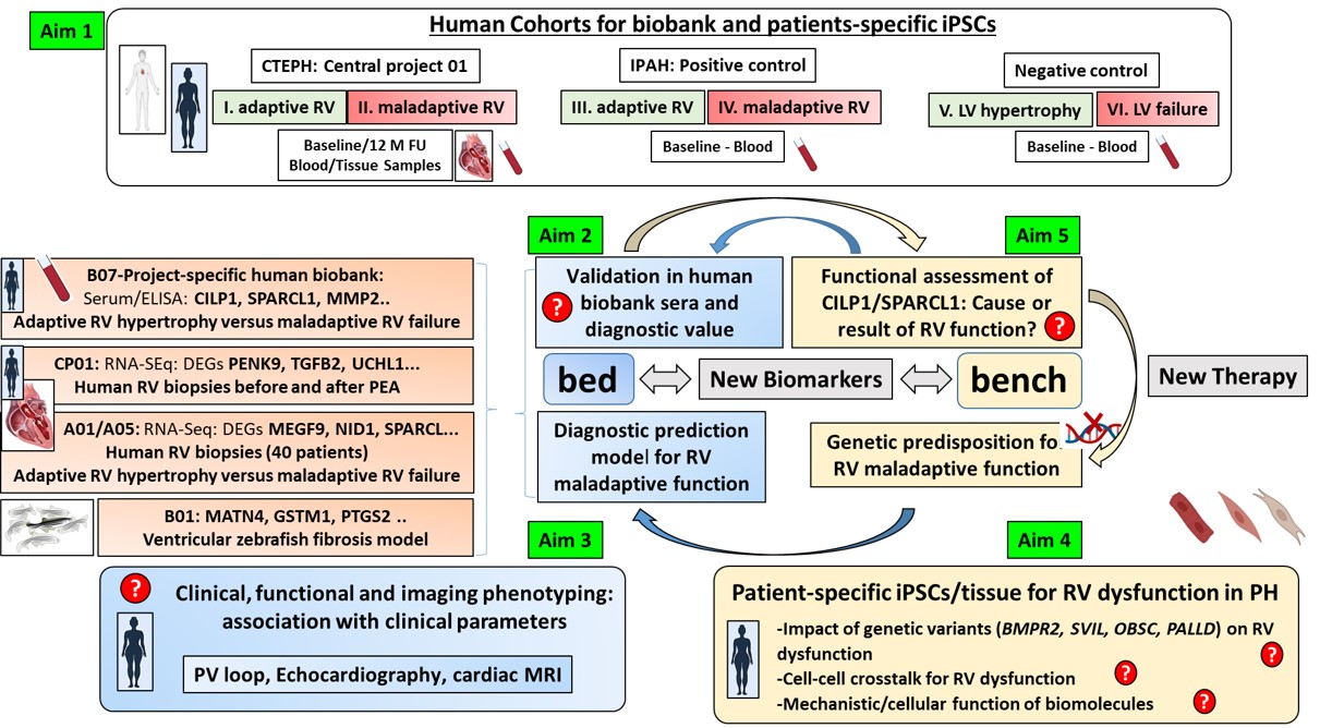Overview figure B07CRC1213.jpg