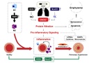 Graphical abstract A07web.jpg