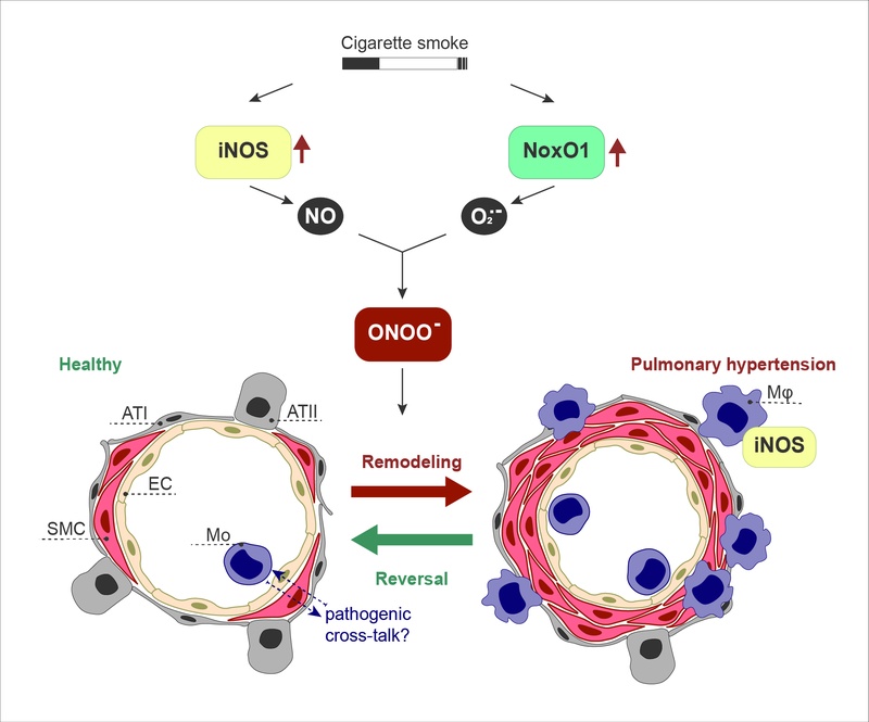 A07 inos noxo remodeling.jpg