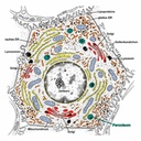 zellbiol