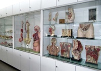 Studiensaal Vitrine mit Lehrmaterial Studiensaal Vitrine mit Lehrmaterial