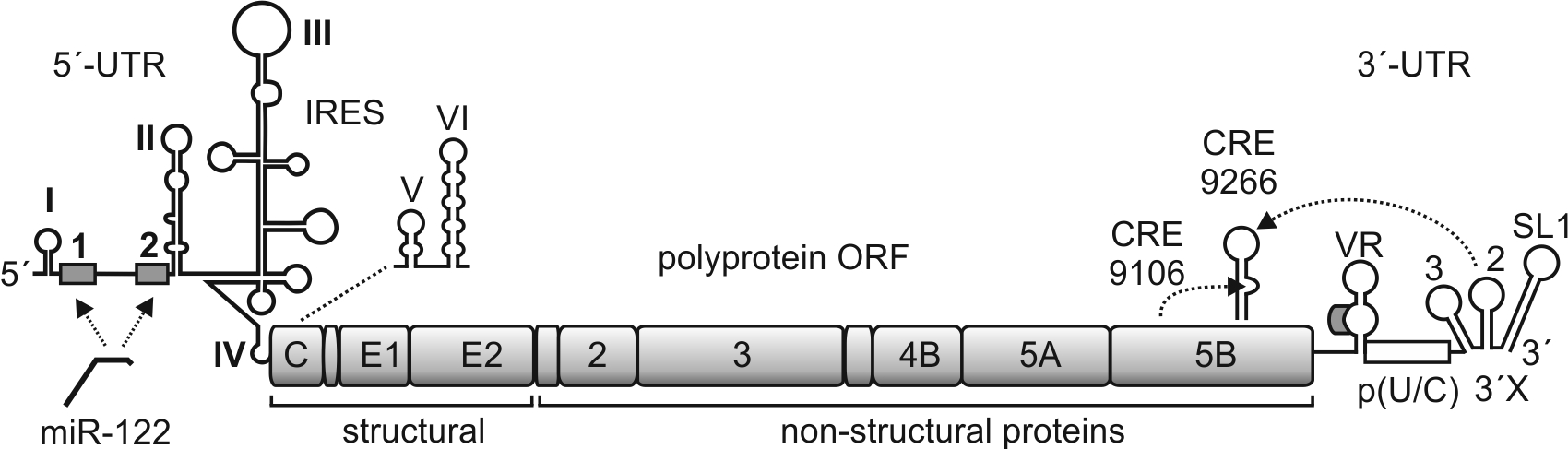 HCV Genome